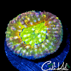 RAINBOW MORPH LOBO