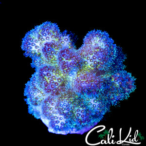 ULTRA STYLOPHORA
