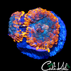 FLAME RIM RHODACTIS DOUBLE