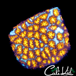 GOLDEN LEPTASTREA
