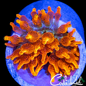 CC COLORADO SUNBURST (OG LINEAGE)