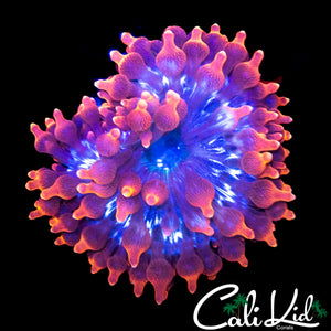 BLACK WIDOW ANEMONE