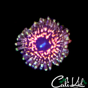 CK PINK SPACE MONSTER ZOA