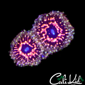 CK PINK SPACE MONSTER ZOA DOUBLE