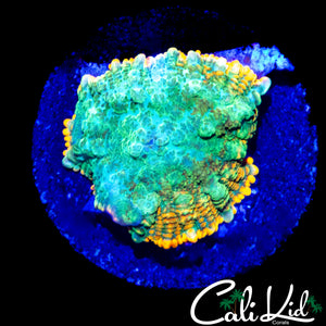 RAINBOW RIM BUBBLE RHODACTIS