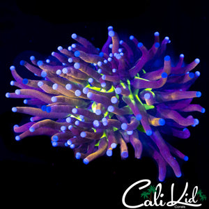 CK TIGER KNICKS TORCH