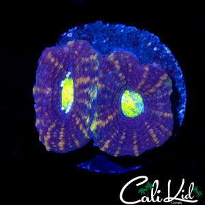 GOLDEN EYE ECHINATA