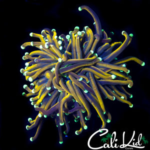 TEAL TIP INDO GOLD TORCH