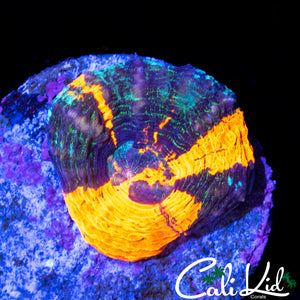 BEAUTIFUL PATTERN TRI COLOR SCOLY