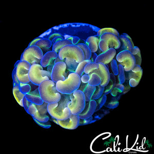 HOLOGRAM MORPH HAMMER