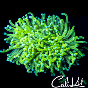 LIMONADA TORCH DOUBLE