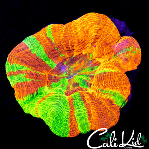 RARE QUAD COLOR SCOLY (SUPER BRIGHT)