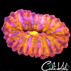 RARE YELLOW MOUTH CYNARINA