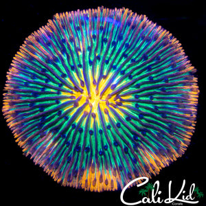 AMAZING RAIBOW FUNGIA