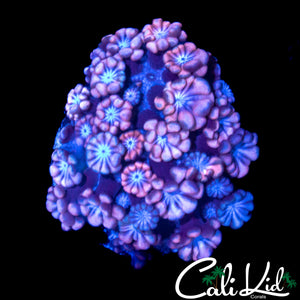 PINK PETAL ALVEOPORA
