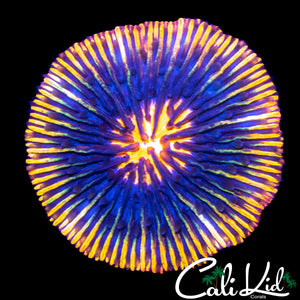 RAINBOW RIM FUNGIA