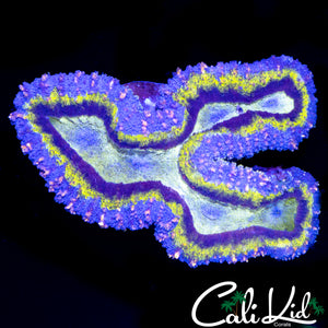 PINK SPECKLED SYMPHYLLIA