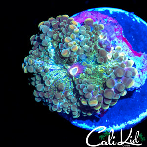 PURPLE MOUTH BUBBLE YUMA
