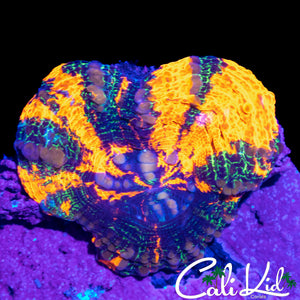 QUAD COLOR SCOLY