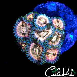 SOUR PUNCH ZOA COLONY