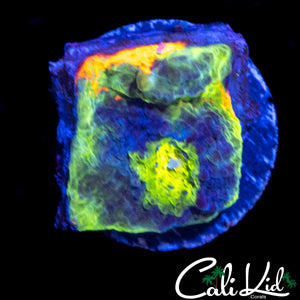 MYSTERY RAINBOW CHALICE