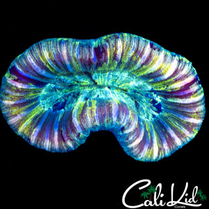 RAINBOW SWIRL TRACHY