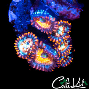 CB WHITE ZOMBIE ZOA MINI COLONY