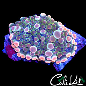 RARE PINK BUBBLE YUMA LARGE