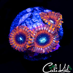 SALTED AGAVE ZOA TRIPLE