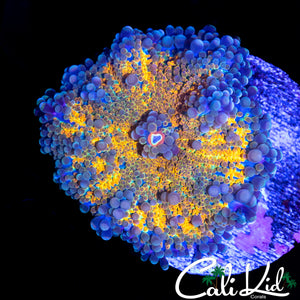 ULTRA RAINBOW BUBBLE YUMA