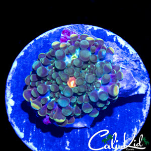 RAINBOW BUBBLE YUMA