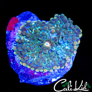 RAINBOW BUBBLE YUMA