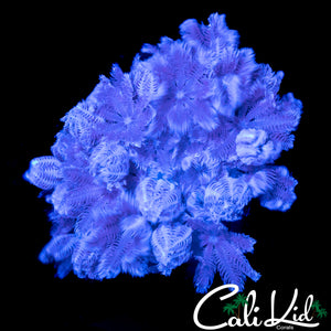 PULSATING XENIA CHUNK