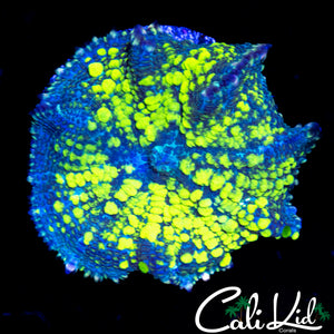 CK BLUE THUNDER BOUNCE MUSHROOM