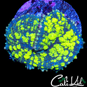 CK BLUE THUNDER BOUNCE MUSHROOM