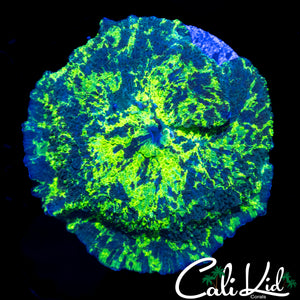 XXL KRYPTONITE MUSHROOM
