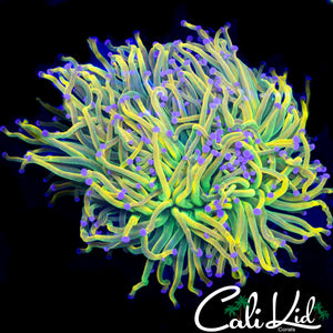 RARE PURPLE TIP BANANA GRAIL TORCH COLONY (4+ HEADS)