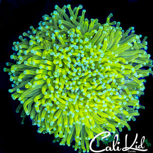 PRENUP TYPE TORCH COLONY (4+ HEADS)