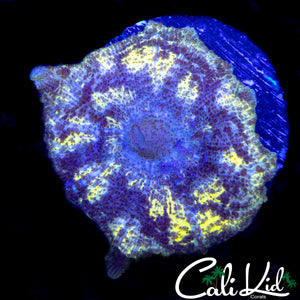 RARE PATTERN NEGLECTA MUSHROOM