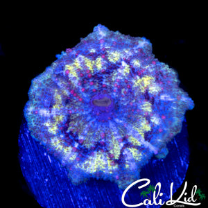 RARE PATTERN NEGLECTA MUSHROOM