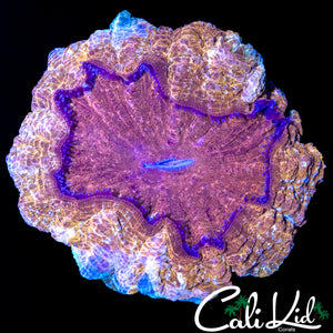 RARE GOLD DUST ACANTHO