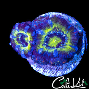 ULTRA STRIPE ACAN DOUBLE