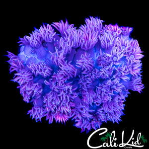 POOR MAN'S WONDERLAND GONI MINI COLONY