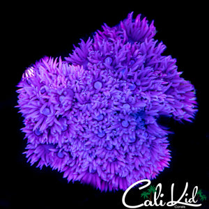POOR MAN'S WONDERLAND GONI MINI COLONY