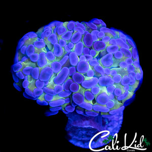 SPECKLED TENTACLE BRANCHING HAMMER