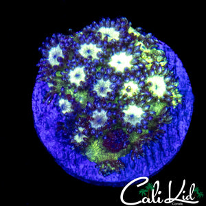 CK SUPER GLITTER GONI