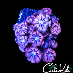 PINK PETAL ALVEOPORA