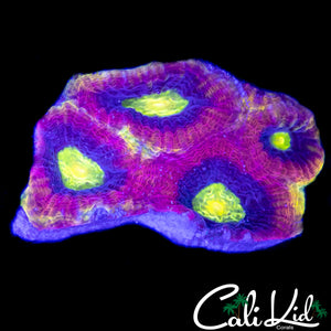 DRAGON SOUL FAVIA CHUNK