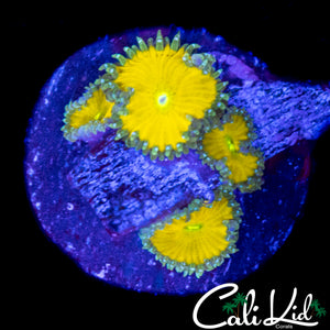 CK SOLAR DEITY QUAD