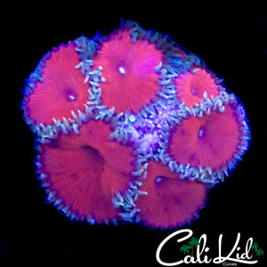 CK SCARLETT MINI PALY